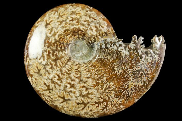 Polished Ammonite (Cleoniceras) Fossil - Madagascar #158254